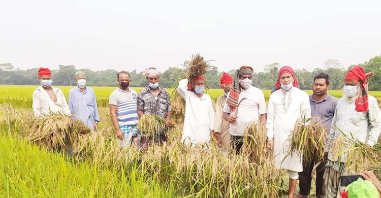 কৃষকের ধান কেটে বাড়ি নিয়ে মাড়াই করে দিলেন কৃষক লীগের নেতাকর্মীরা