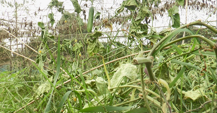 দুই বিঘা জমির শসাগাছ কেটে দিয়েছে দুর্বৃত্তরা, কৃষকের মাথায় হাত