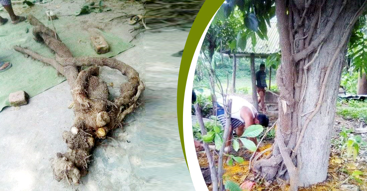 এক চুই গাছেই লাখপতি কৃষক