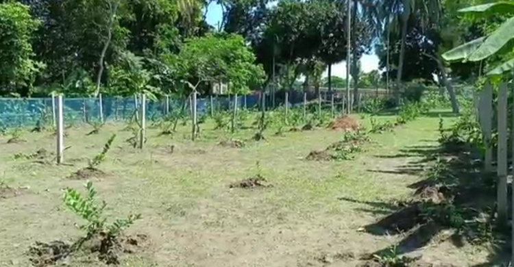 ফরিদপুরে কৃষকের ১০০ ড্রাগন গাছ কেটে দিল দুর্বৃত্তরা