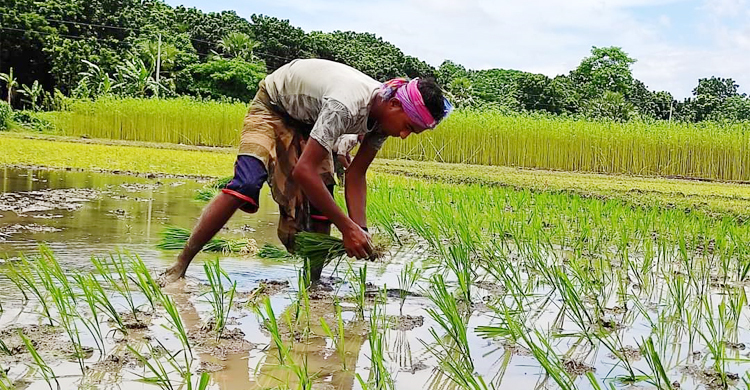 রোপা আমন চাষে ঝুঁকছেন কৃষকরা, লক্ষ্যমাত্রা ছাড়ানোর আশা