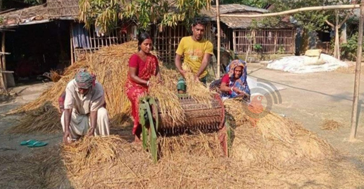 ফরিদপুরে ধানের ভালো দামে কৃষকের মুখে হাসি