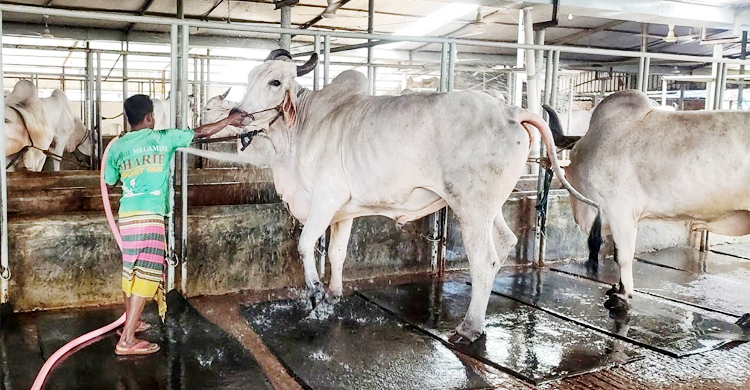 কোরবানির গরুকে গোসল করাতে গিয়ে বিদ্যুৎস্পৃষ্টে প্রাণ গেল কৃষকের