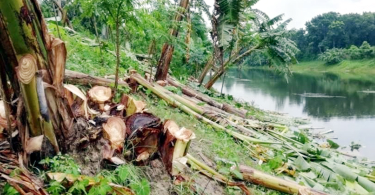 নদীর তীরে নতুন বনায়ন করতে কাটা হলো ৫ শতাধিক কলাগাছ