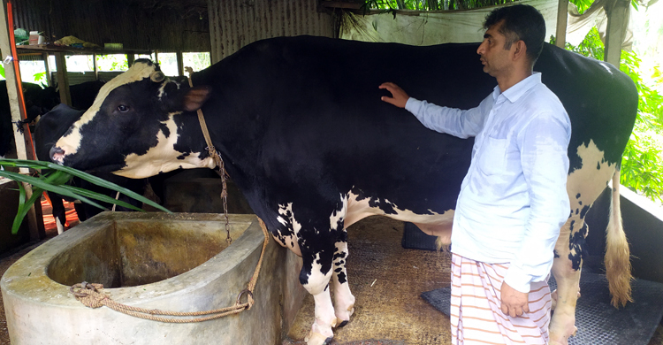 ‘আলী শান’কে এবার বিক্রি করতে না পারলে ক্ষতি হবে