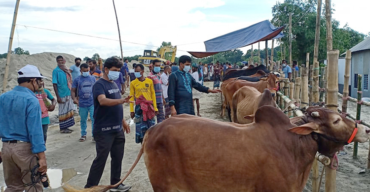 স্বাস্থ্যবিধি মেনে শুরু হয়েছে ব্যতিক্রমী এক গরুর হাট