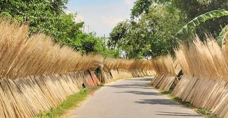 ফরিদপুরে কদর বেড়েছে পাটকাঠির