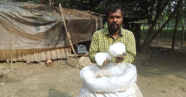 ফরিদপুর চিনিকলের ইউরিয়া নিয়ে বিপাকে আখচাষিরা