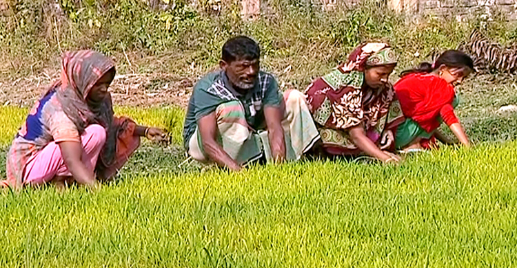 Faridpur-Boro-Dhan-Planting-1