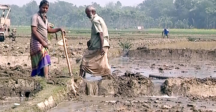 Faridpur-Boro-Dhan-Planting-1