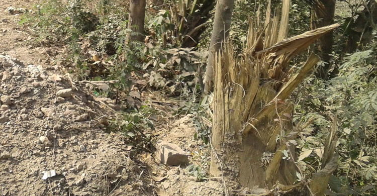 Faridpur-Highway-tree.jpg