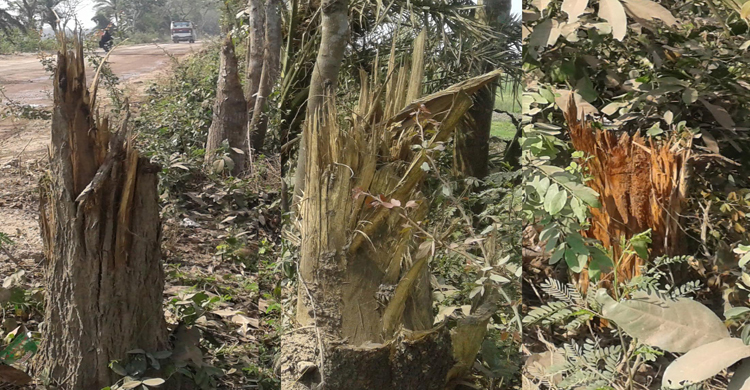মহাসড়কের গাছ কেটে বিক্রি করে দিচ্ছে অসাধু চক্র