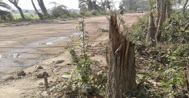 Faridpur-Highway-tree.jpg