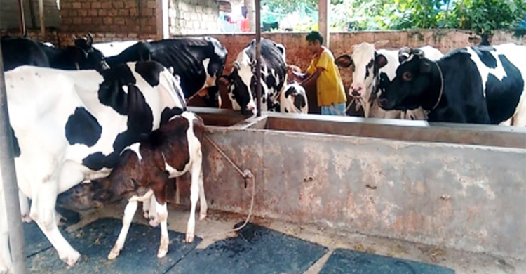 কৃষিঋণের ১৪ শতাংশ প্রাণিসম্পদ খাতে