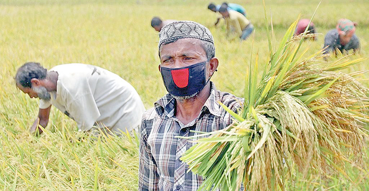 ঋণ পৌঁছে যাবে কৃষকের ঘরে, সুদহার ১১ শতাংশ