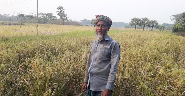 আমনের বাম্পার ফলনে কৃষক বেশ খুশি
