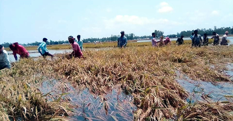 কাঁদছে কৃষক, ডুবেছে পাকা ধান