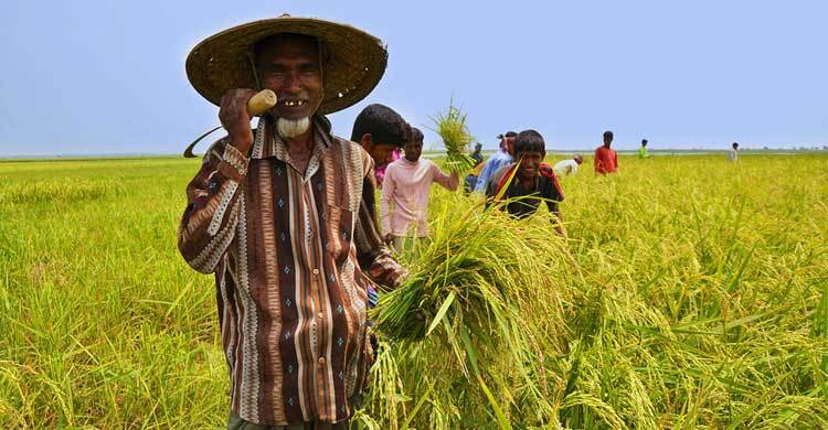 কৃষিঋণ বিতরণ ও আদায় বেড়েছে