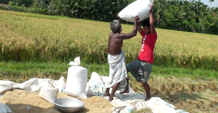 কৃষকের অ্যাপে চাঁদপুরে নিবন্ধন ৩ হাজার, ধান ক্রয় নিয়ে শঙ্কা