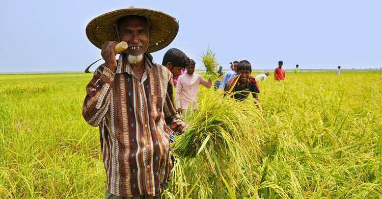 তিন মাসে ৫২১০ কোটি টাকার কৃষিঋণ বিতরণ