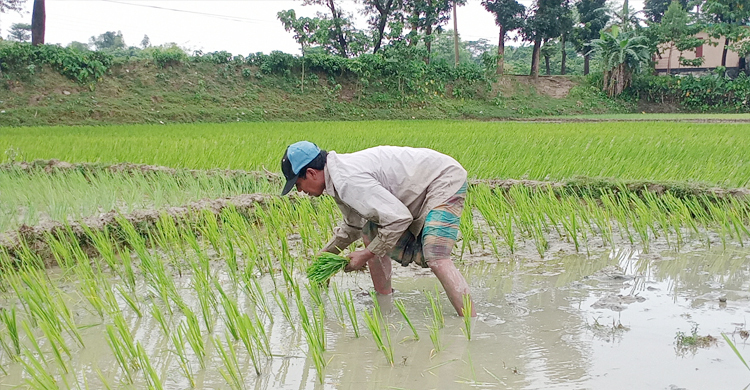 বৃষ্টিতে হাওরের কৃষকদের মনে স্বস্তি