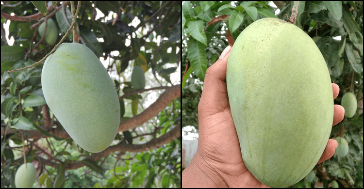 ফজলি আমের স্বত্ব রাজশাহী-চাঁপাইনবাবগঞ্জ উভয়ের
