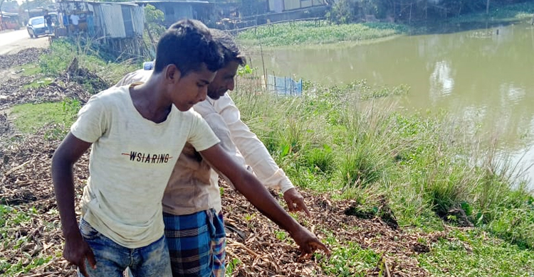 দেদারসে সড়কের গাছ চুরি, নীরব বন বিভাগ