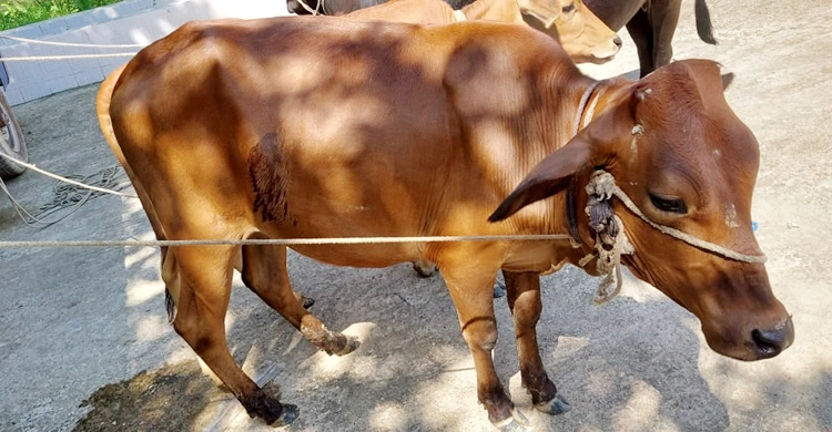 উপজেলা চেয়ারম্যানের খামার থেকে ৬ গরু চুরি