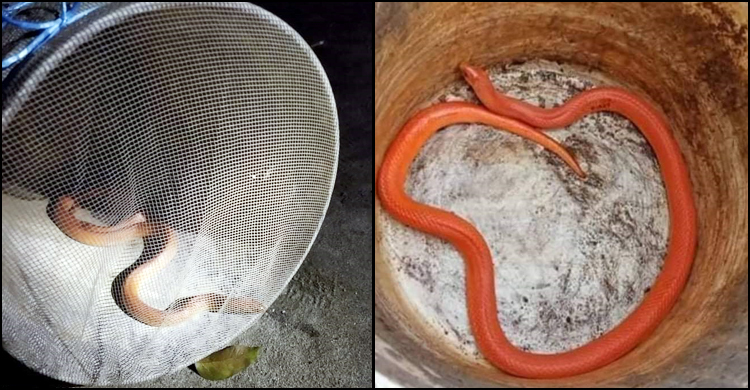 ঠাকুরগাঁওয়ে ধরা পড়লো বিরল প্রজাতির ‘রেড কোরাল কুকরি’