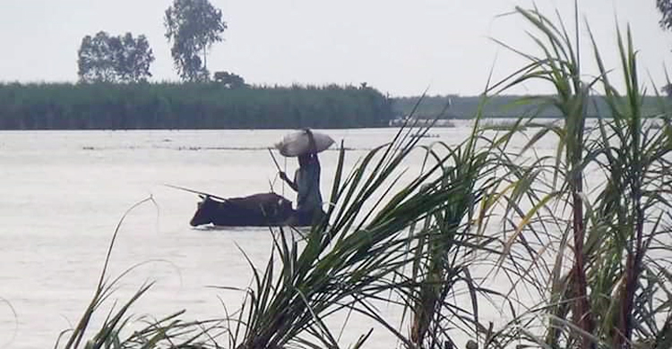 জামালপুরে কমছে যমুনার পানি