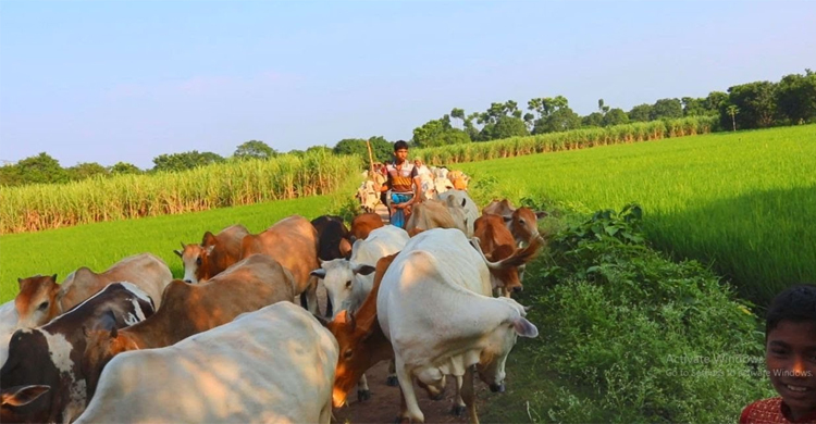 মাঘের বৃষ্টিতে অসুস্থ হয়ে চাঁপাইনবাবগঞ্জে ৩০ গরুর মৃত্যু