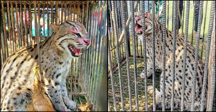 লোকালয়ে উদ্ধার মেছোবাঘ অবমুক্ত বনে