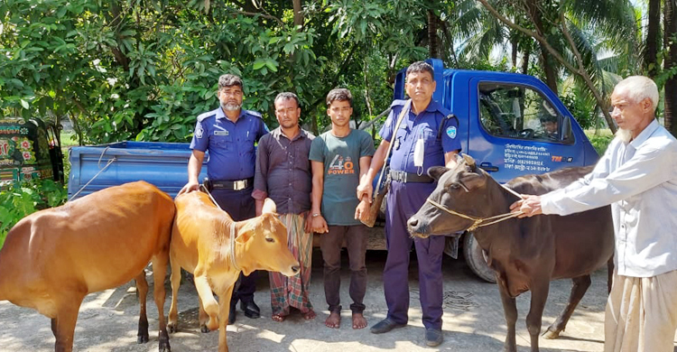 বিক্রির জন্য পিকআপে নেওয়া হচ্ছিল চোরাই গরু