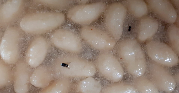 মিষ্টিতে মরা মাছি থাকায় ৩০ হাজার টাকা জরিমানা