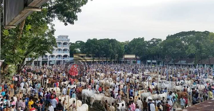 ফেনীতে অনলাইনে বিক্রি হয়েছে দেড় হাজার কোরবানির পশু