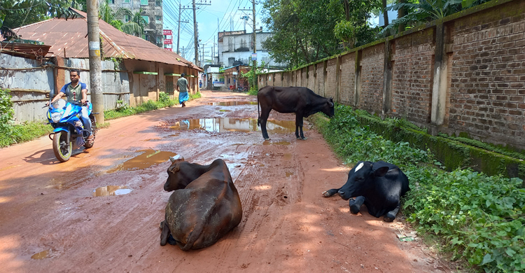 ১০ বছরেও সংস্কার হয়নি ফেনীর হাজারী সড়ক