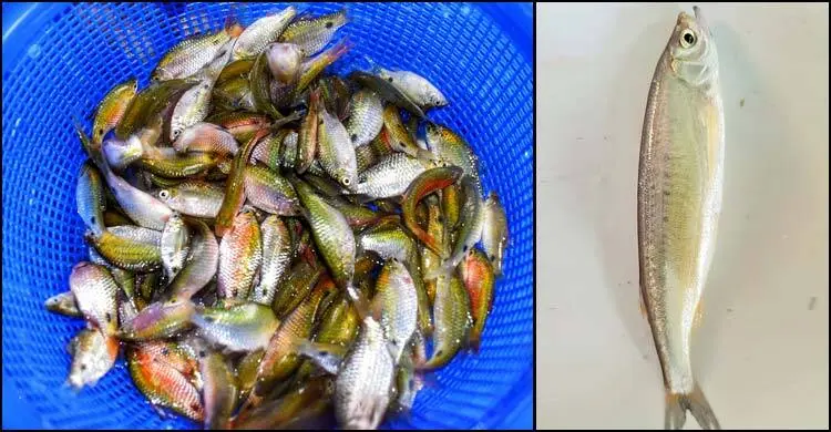 বিপন্নের হাত থেকে রক্ষা পাবে নারিকেলি চেলা ও তিতপুঁটি মাছ