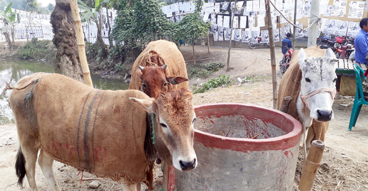 দুর্বল হয়েছে শৈত্যপ্রবাহ, সর্বনিম্ন তাপমাত্রা দিনাজপুরে