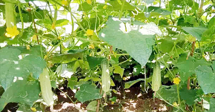 শসার দাম পেয়ে খুশি চাষিরা