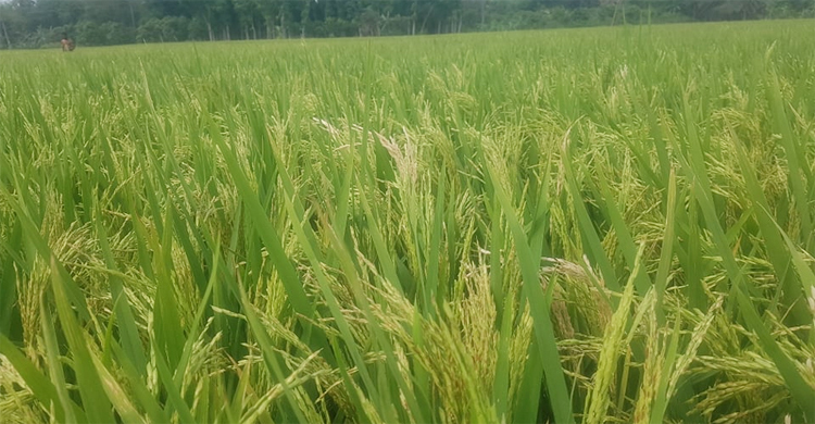 গরম বাতাসে পুড়ে গেছে ঝিনাইদহের ১১৭ হেক্টর জমির ধান