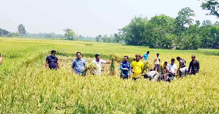 নওগাঁয় কৃষকের ধান কেটে মাড়াই করে দিলেন যুবলীগ নেতাকর্মীরা