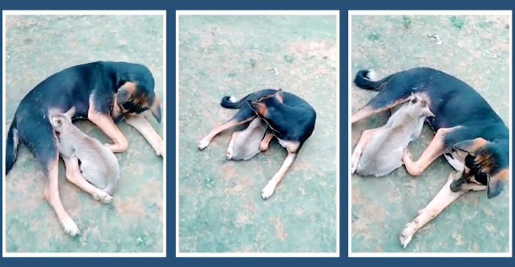 কুকুরের দুধপানে বড় হচ্ছে বিড়াল ছানা! | ০২ আগস্ট ২০২১