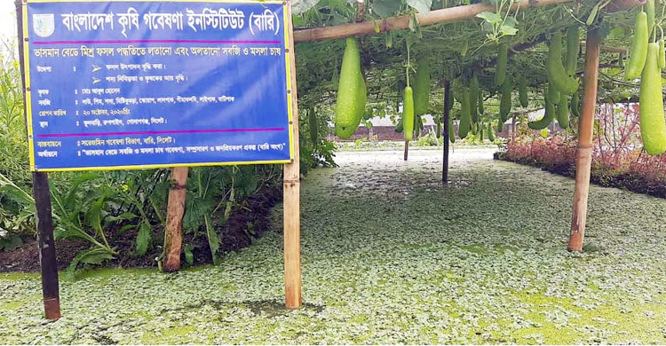 সিলেটে ভাসমান বেডে সবজি ও মসলা চাষ বাড়ছে
