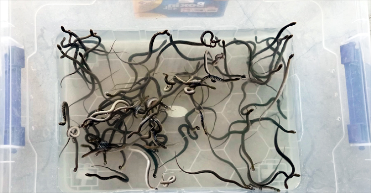 বিশেষ ব্যবস্থাপনায় ডিম ফুটে একে একে বেরিয়ে এল ৮০টি সাপ