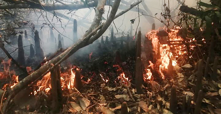 এখনও ধোঁয়া উড়ছে সুন্দরবনে