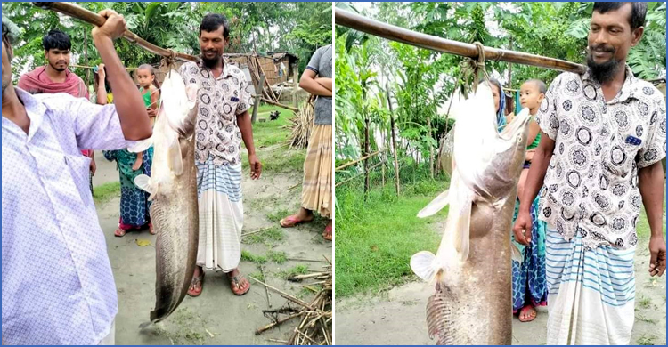 যমুনায় বড়শিতে ধরা পড়লো ১৮ কেজির বোয়াল