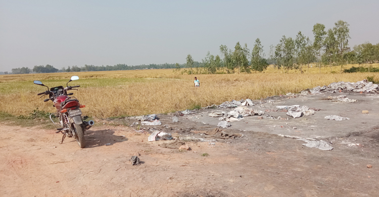 ঘাস ও খড়ে মাত্রাতিরিক্ত সিসায় মারা যাচ্ছে গরু