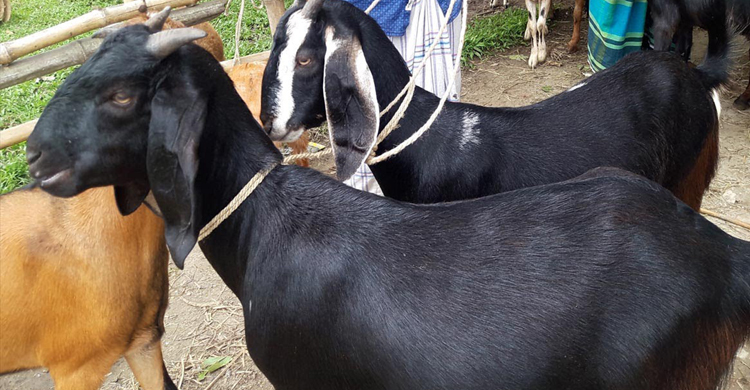 প্রাইভেটকারে ৫ ছাগল চুরির চেষ্টা, জনতার ধাওয়ায় সব রেখে পালালো চোর