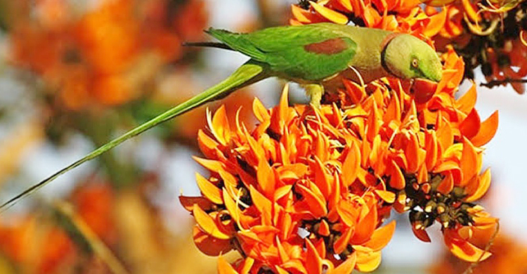 ফুলে ফুলে শোভিত মোংলা