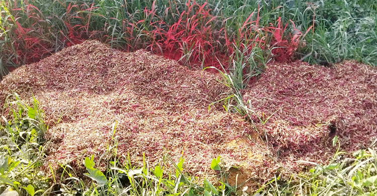 গুঁড়া মসলায় ক্ষতিকর রং, জরিমানা ৫২ হাজার